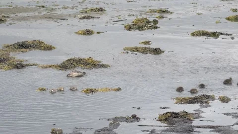 Common Eider Family Foraging in Coastal Waters of Iceland 4K Wildlife Footage 库存影片 339795808