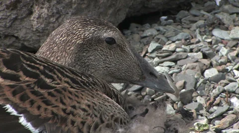 Common eider female close up Stock Footage 35938111