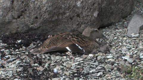 Common eider female Stock Footage 35937360