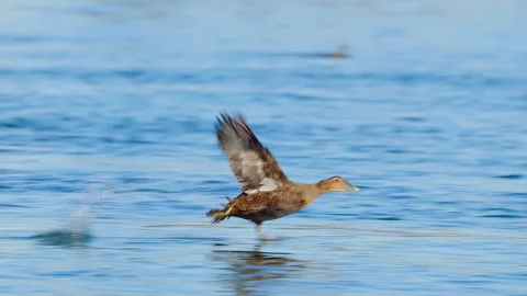 Common Eider flying Stock Footage 170530223