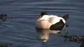 Common Eider HD видео футажи