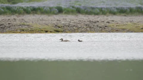 Common Eider Hen Swimming with Duckling in Iceland Nature Footage Stock Footage 339752876