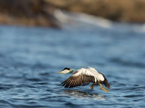 Common Eider male taking off from the blue ocean in winter Stock Photos