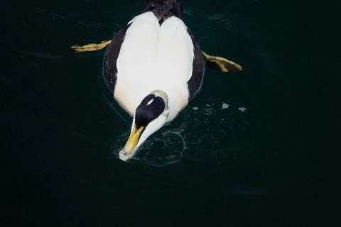 Common eider. Foto stock