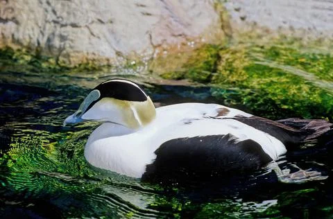 Common eider Stock Photos