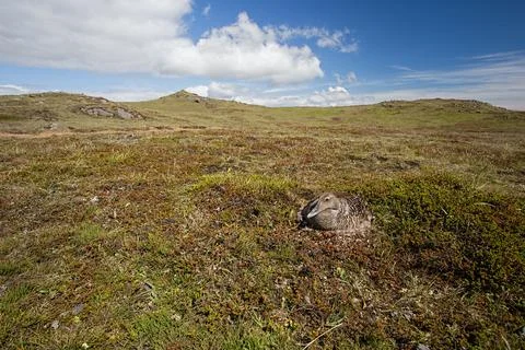 Common Eider, Somateria mollissima, brooding on its eggs Stock Photos