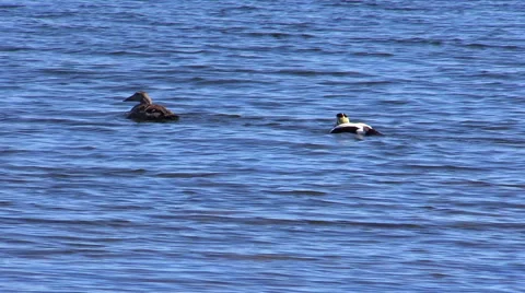 Common eider (Somateria mollissima) Stock Footage 50365729