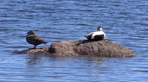 Common eider (Somateria mollissima) Stock Footage 50365951