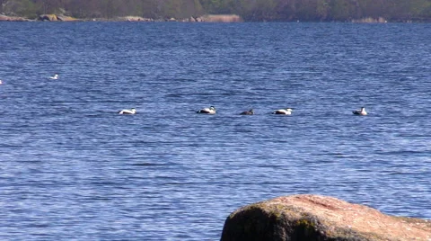 Common eider (Somateria mollissima) Stock Footage 50366269