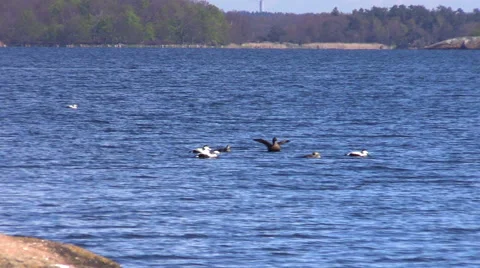 Common eider (Somateria mollissima) Stock Footage 50366661