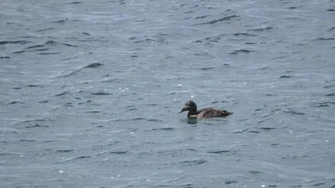 Common Eider Swimming and Diving in Iceland Coastal Waters 4K Wildlife Footage Stock Footage 339794969