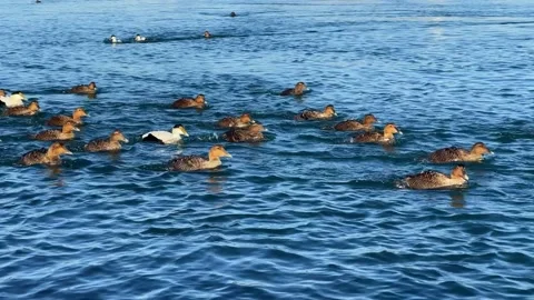Common Eiders Video stock 166805554
