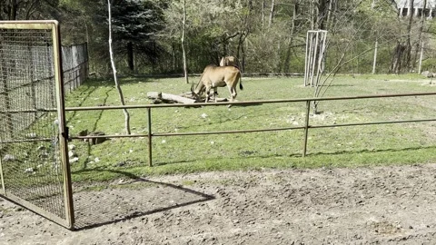 Common eland antelope standing in a grassy zoo enclosure with metal gate Stock Footage 340079615