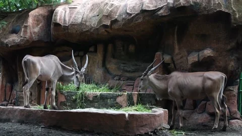 Common eland Stock Footage 195976966