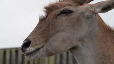 Common Eland Stock Footage 311944470