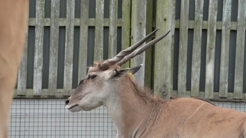 Common Eland Stock Footage 311944474