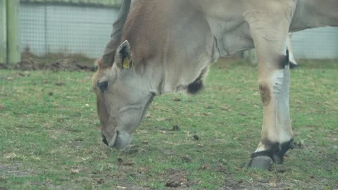 Common Eland Stock Footage 311944478