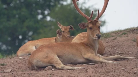 Common Eland Stock Footage 311944555