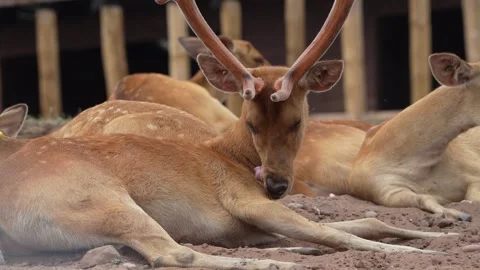 Common Eland Stock Footage 311944564