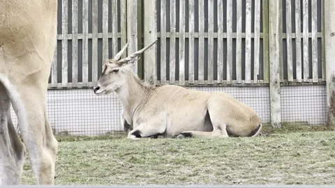 Common Eland Stock Footage 311956591