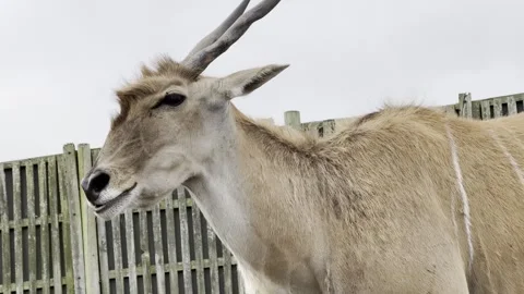 Common Eland Stock Footage 311956595