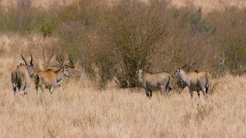 COMMON ELAND MAASAI MARA KENYA AFRICA Stock Footage