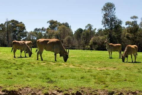 Common eland Stock Photos