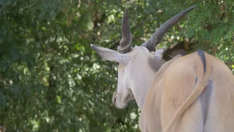 Common Eland Sit Stock Footage 100021072