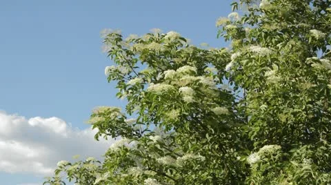 Common elder (Sambucus nigra) Stock Footage 15743030