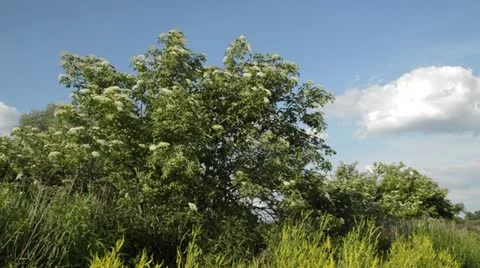 Common elder (Sambucus nigra) Stock Footage 15743293