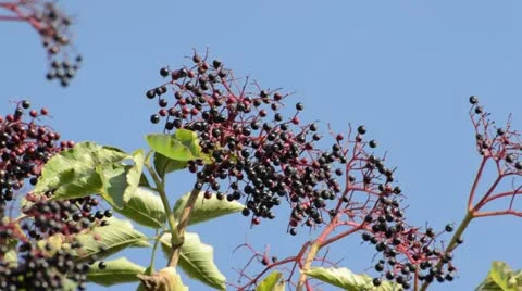 Common elder (Sambucus nigra) Stock Footage 18007450