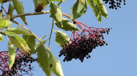 Common elder (Sambucus nigra) Stock Footage 18007454