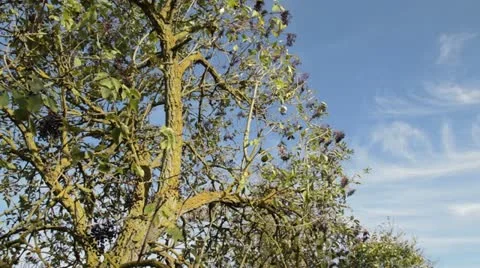 Common elder (Sambucus nigra) Stock Footage 18007456