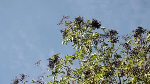 Common elder (Sambucus nigra) Stock Footage 18007457