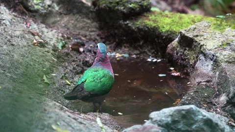 Common Emerald Dove bird Stock Footage 281167843