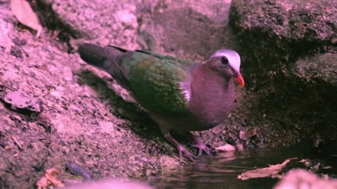 Common Emerald Dove (Chalcophaps indica),bird dringing Stock Footage 255570767