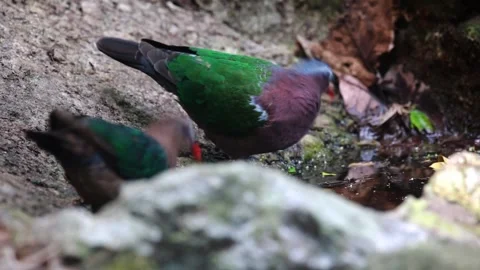 Common Emerald Dove Stock Footage 255358031