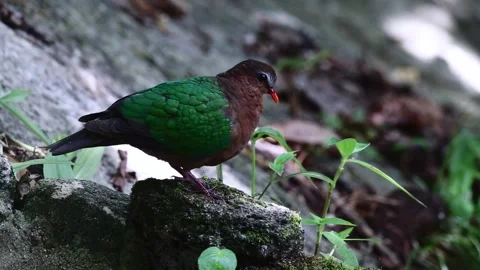 Common Emerald Dove Stock Footage 255358039