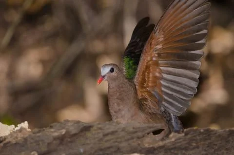 Common emerald dove. Foto stock