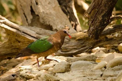Common emerald dove. Stock Photos