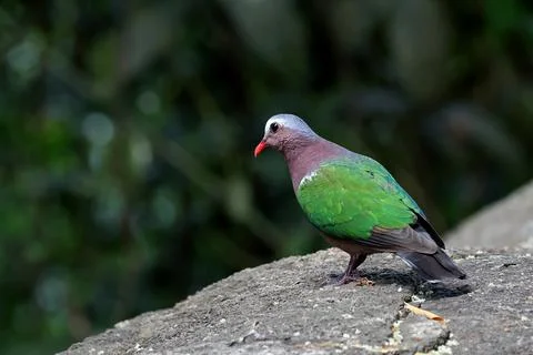 Common Emerald Dove Stock Photos