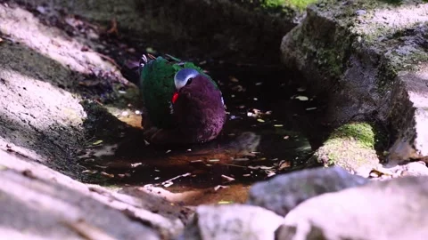 Common Emerald Dove,bird bathing, Stock Footage 255570914