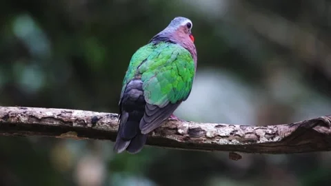 Common Emerald Dove,bird crowing, Video stock 255570764
