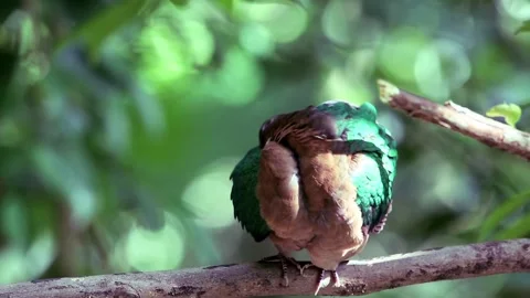 Common Emerald Dove,bird launching, Stock Footage 255357942