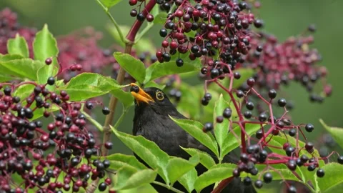 Common Eurasian blackbird (Turdus merula) collecting elderberry 動画素材 340413356