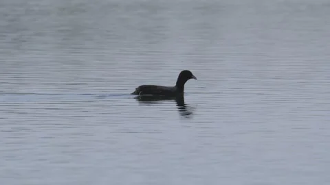 Common Eurasian coot (Fulica atra) swimming and collecting food from water Stock Footage 338224451