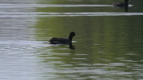 Common Eurasian coot (Fulica atra) swimming and collecting food from water .. 動画素材 342591055