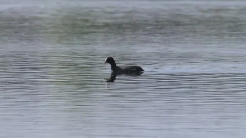 Common Eurasian coot (Fulica atra) swimming and collecting food from water .. 動画素材 343538850
