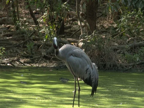 Common eurasian crane (Grus grus) in a wooded swamp, with birdsongs background. Stock-Footage 78143759