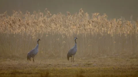 Common Eurasian crane (Grus grus) couple, birds calling in spring Stockbeeldmateriaal 255788548